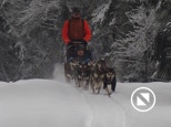 alaskans huskies dans la neige
